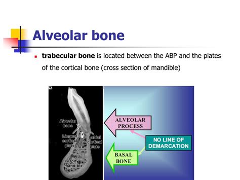 Ppt Bone And Alveolar Bone Powerpoint Presentation Free Download