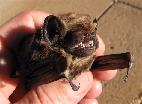 Hawaiian Hoary Bat Wikipedia