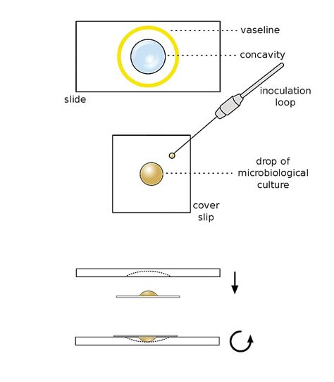 Hanging Drop Preparation For The Motility Of Bacteria Microbiology