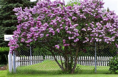 I Need Help I Want To Grow A Lilac Tree Just Like This One What Is The Perfect Species That