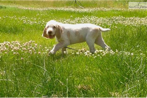 Meet Pink Girl A Cute Spinone Italiano Puppy For Sale For 1800