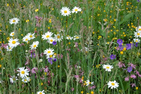 Wildflower Meadow Budding News