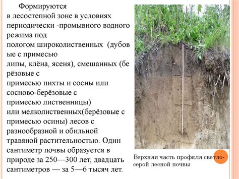Светло-серые лесные почвы - online presentation