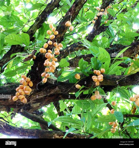Bunch Of Burmese Grape Baccaurea Ramiflora On Tree Stock Photo Alamy