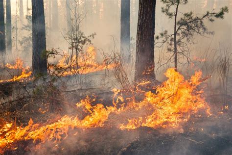 Whole Forest Area In Fire And Covered By Flame Stock Photo Image Of