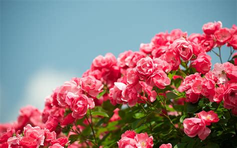 Pink Garden Rose Flowers