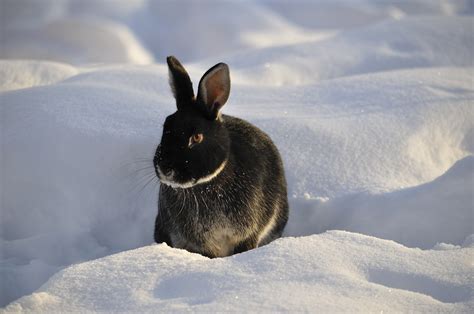 Winter safety advice for your rabbit - The Healthy Pet Club