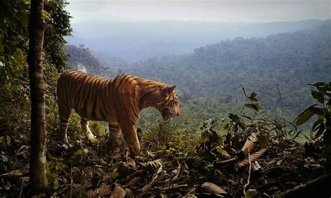 Avanço Do Desmatamento Pode Levar O Tigre De Sumatra à Extinção