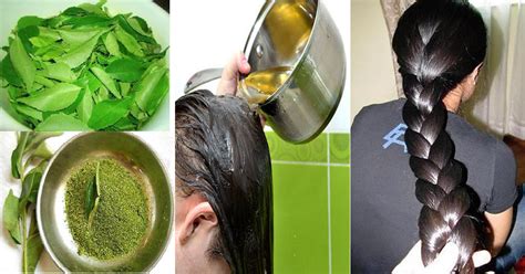 How hair oils stimulate hair growth and improve hair health. Homemade Natural Hair Growth Oil