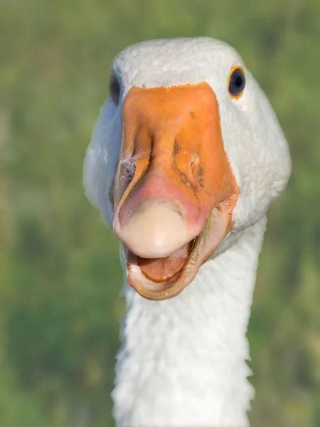 Pictures Funny Geese Funny White Goose — Stock Photo © Ankevanwyk