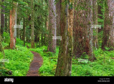Usa Washington Olympic National Park Scenic Of Old Growth Forest
