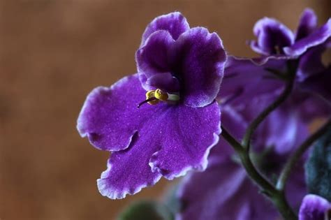 African violets and collectible houseplants. Why Are My African Violet Leaves Turning White? - Ready To DIY