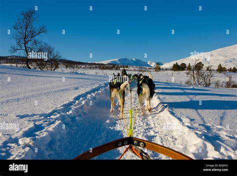 Sledge Dogs Sled Norway Scandinavia Snow Winter Dog Sledding Team Pair
