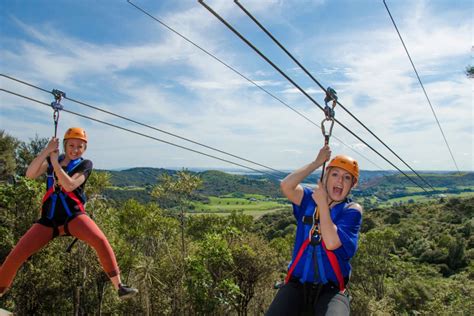 Waiheke Island Zipline And Native Forest Adventure In Auckland My Guide