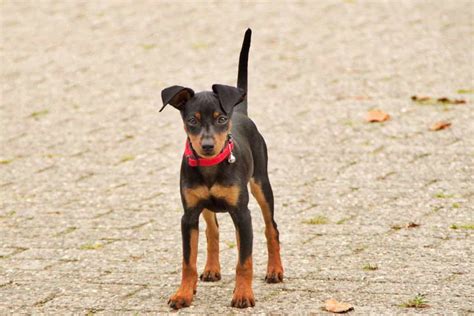 Miniature Pinscher Dog Breeds Facts Advice And Pictures
