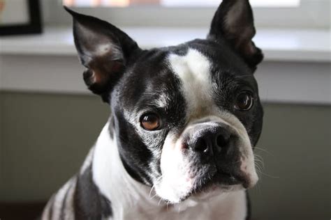 What Is Boston Terrier A Mix Of Terrierhub