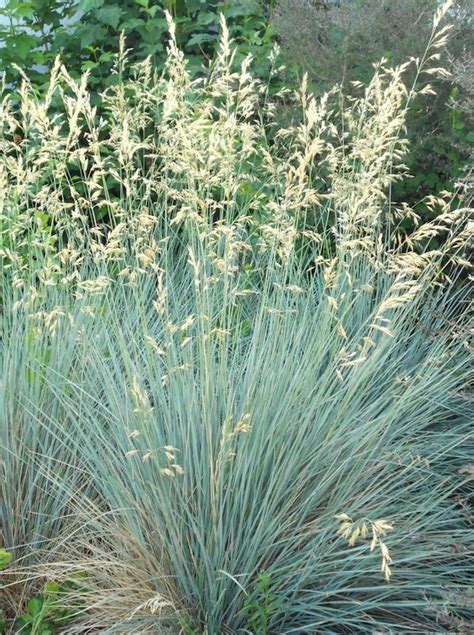 Blue Oat Grass Helictotrichon Sempervirens Canada