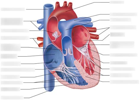 Label Internal Anatomy Of The Heart Diagram Quizlet