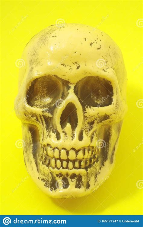 Yellow Skull stock image. Image of head, nature, background - 165171247