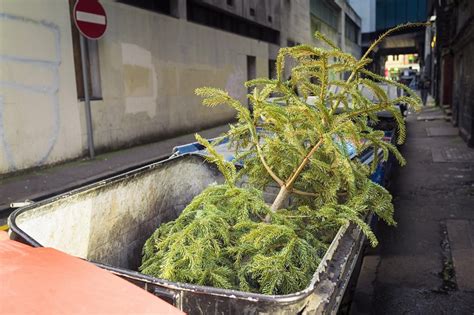 Meglio Acquistare Un Albero Di Natale Vero O Finto Secondo Il Pefc