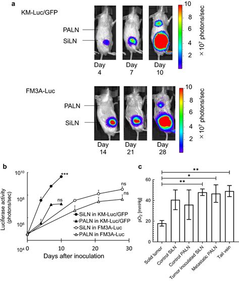 Progression Of Metastasis A In Vivo Bioluminescence Imaging Tumor
