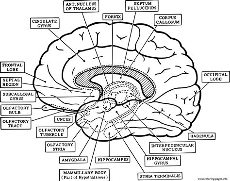 Anatomy Coloring Book Human Brain Anatomy Brain Anato Vrogue Co