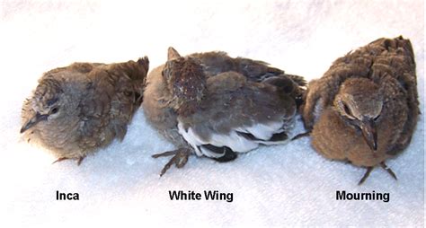 Baby Mourning Dove Age Chart Sol Coyle