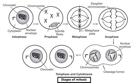Cell Division And Cell Cycle Biology Ease
