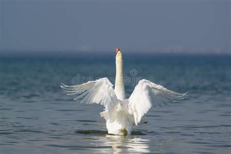 Beautiful White Mute Swan Lat Cygnus Olor Spread Its Wings Stock Photos