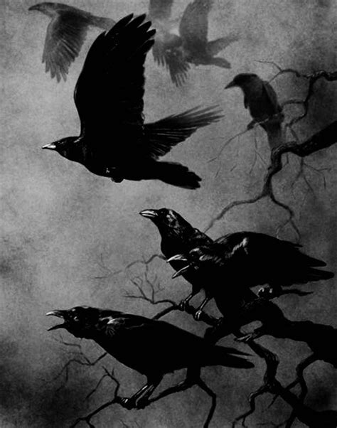 A Murder Of Crows Crowflows