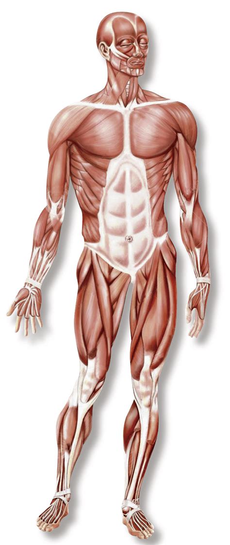 Anatom A Muscular Qu Es Fisiolog A Y Mucho M S