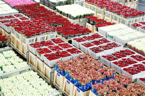 Through our network of more than 500 connected florists, your. Aalsmeer Flower Auction | Floraholland | Bloemenveiling