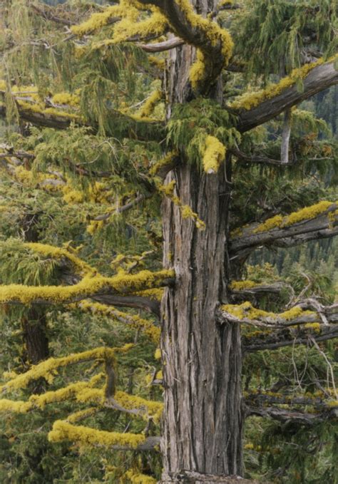 Yellow Cedar In Decline The Columbian