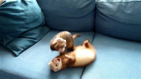 Epic Weasel Fight Youtube