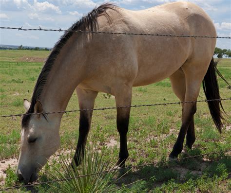 Everything You Need To Know About Buckskin Horses
