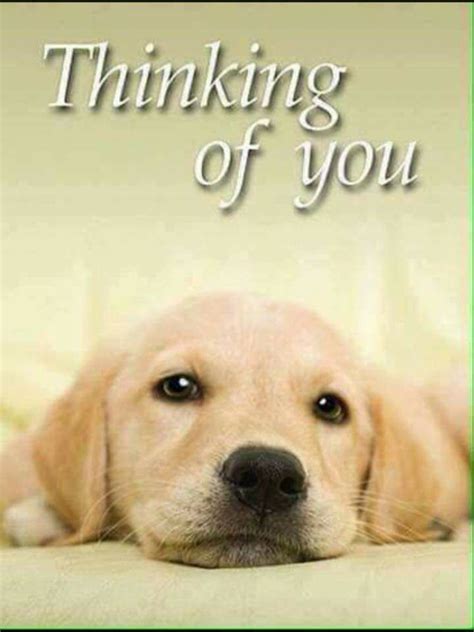 Pin By Patty Webster On Dogs Thinking Of You Images Thinking Of You