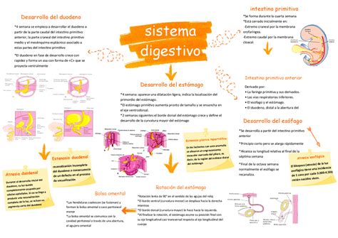 Mapa Mental Sistema Digestivo Guías Proyectos Investigaciones De