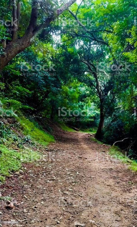 Natural Scene Path In The Forest Leading Deep Into The Woods Stock