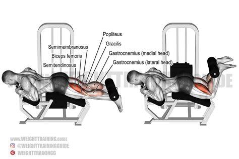 Lying Leg Curl Exercise Instructions And Video Weight Training Guide