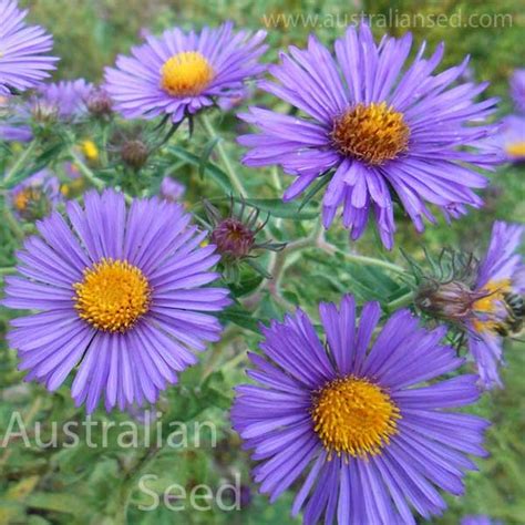 Aster New England Callistephus Chinensis Buy Australian Seed