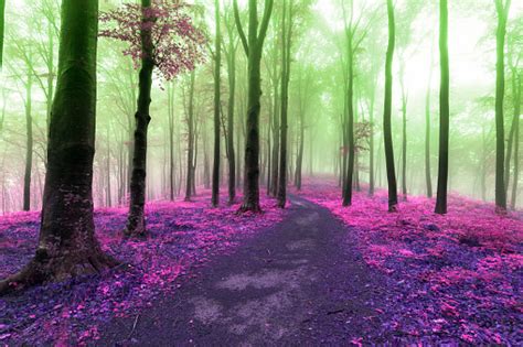 Colors Of A Dreamy Foggy Forest Stock Photo Download Image Now Istock
