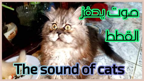 صوت يحفز القطط قطط صغيرة Cat Stimulating Sound The Sound Of Cats Youtube