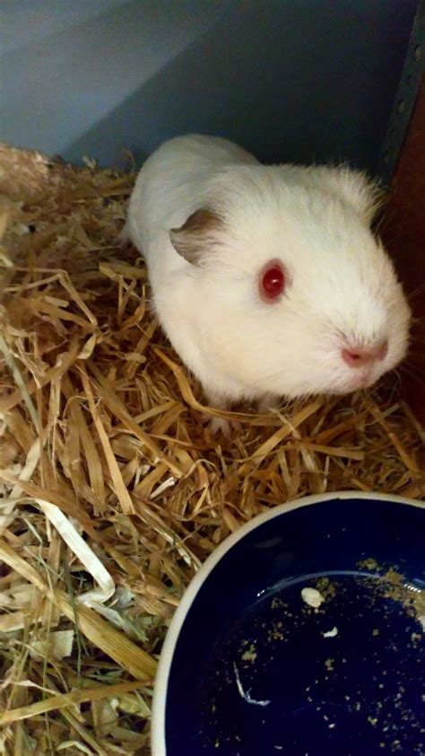 This Is Izzy A New Albino Guinea Pig In Our College Incredibly