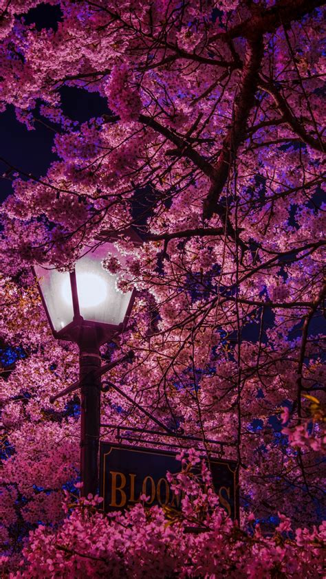 Download 1080x1920 Sakura Blossom Cherry Petals Lantern Leaves