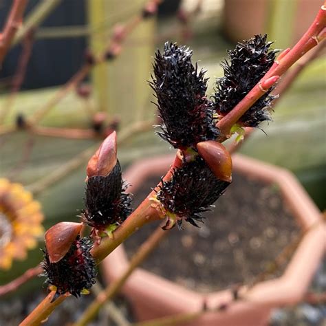 Salix Gracilistyla Melanostachys Black Pussy Willow Uploaded By Kez Uk