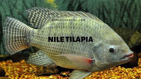 Nile Tilapia Profile Diet Growth Farming Aquaculture Seafish