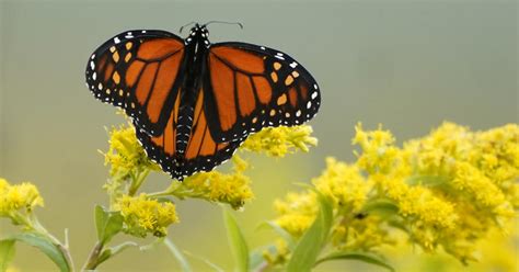 Number Of Monarch Butterflies Hibernating In Mexico Plunged 26 Last