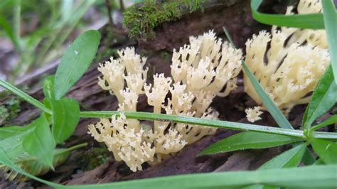 🍄 Beautiful Crown Tipped Coral Golden Oyster Mushrooms 🍄 Youtube