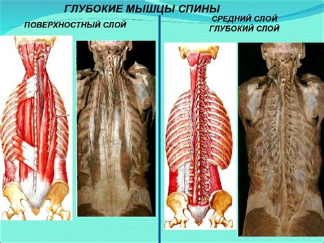 Мышцы Спины Анатомия Фото Telegraph