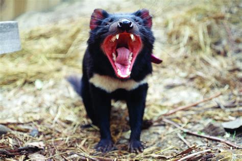 Tasmanian Devil Research Offers New Insights For Tackling Cancer In
